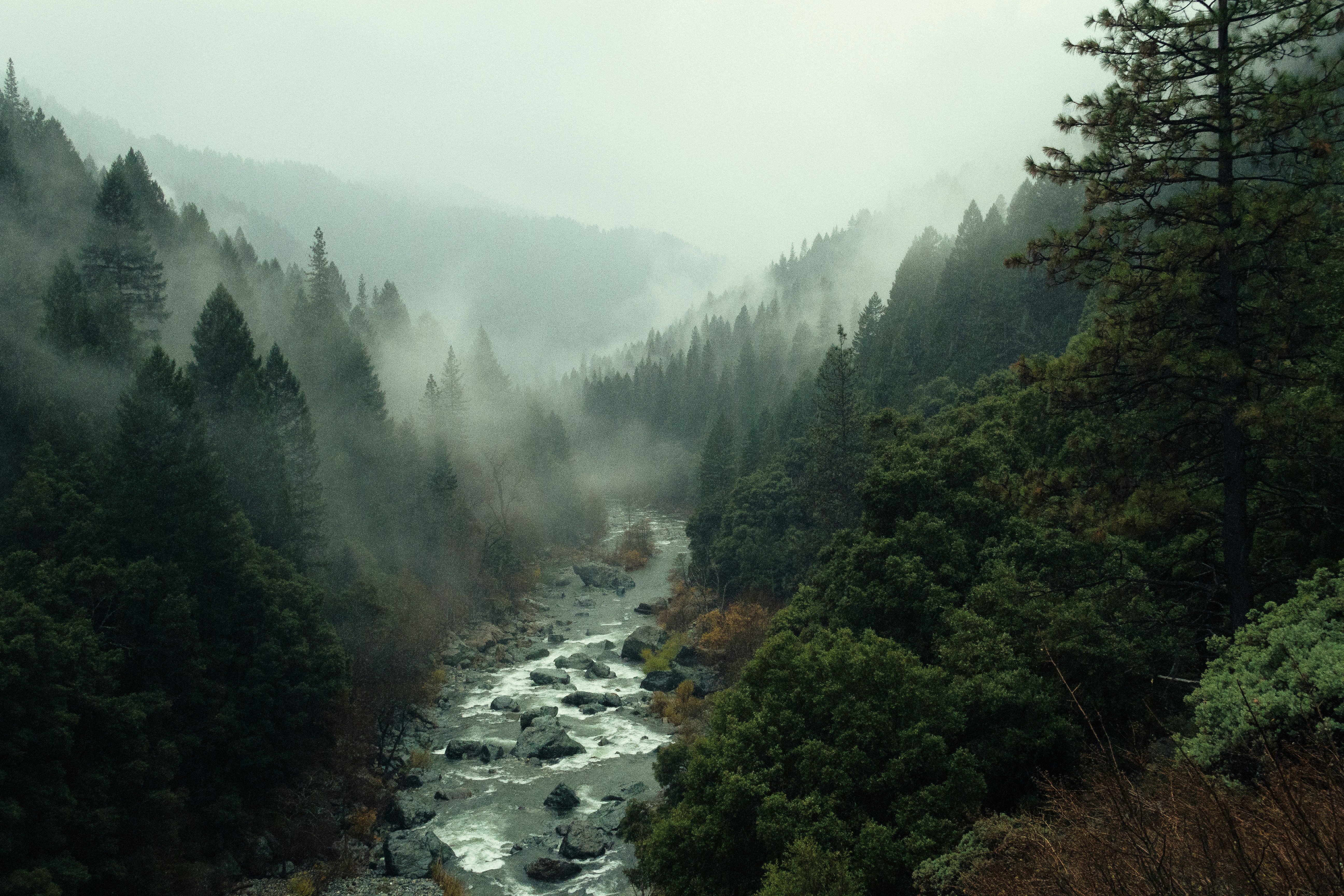 Misty river canyon with evergreens